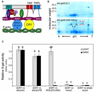 Cryptochrome Interacts With Actin and Enhances Eye-Mediated Light Sensitivity of the Circadian Clock in Drosophila melanogaster